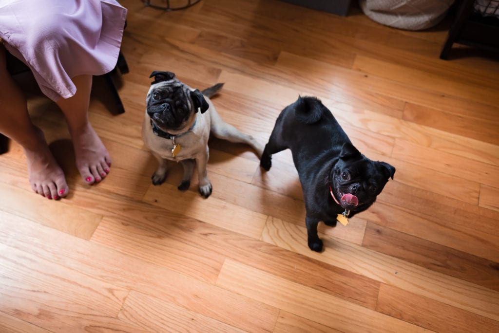 Cream pug and black pug looking at camera during in home newborn photography session in los angeles