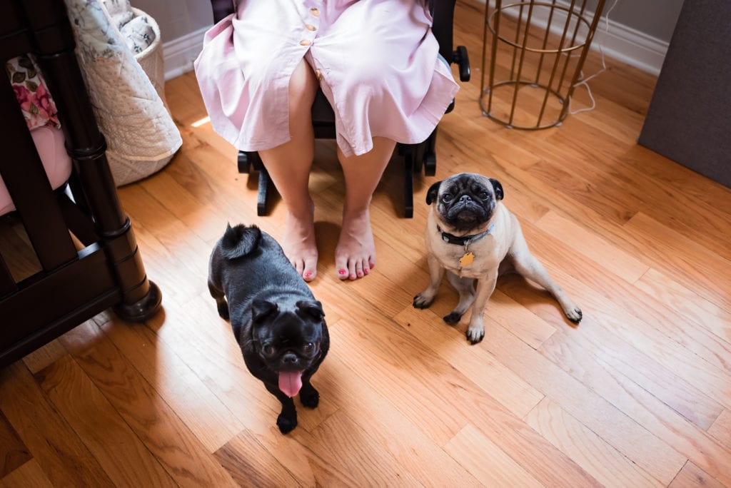 two pugs smiling for the camera on a wooden floor